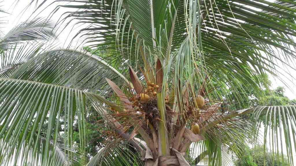 cocotero 3