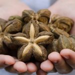 comidas con sacha inchi campo grande peru lima y provincias