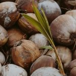 como germinar el coco campo grande peru lima y provincias