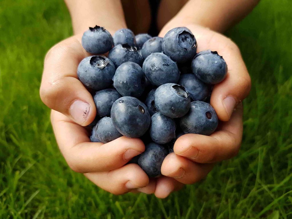 como lavar y conservar los arandanos