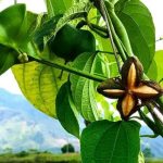 como se cultiva el sacha inchi campo grande peru lima y provincias