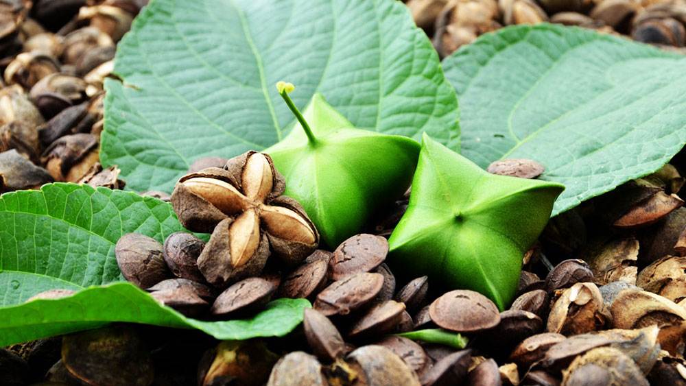 como se cultiva el sacha inchi ejemplo compressed