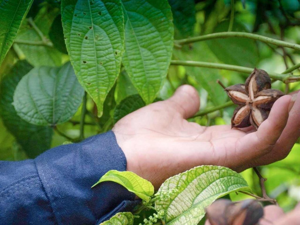 como se cultiva el sacha inchi muestra compressed