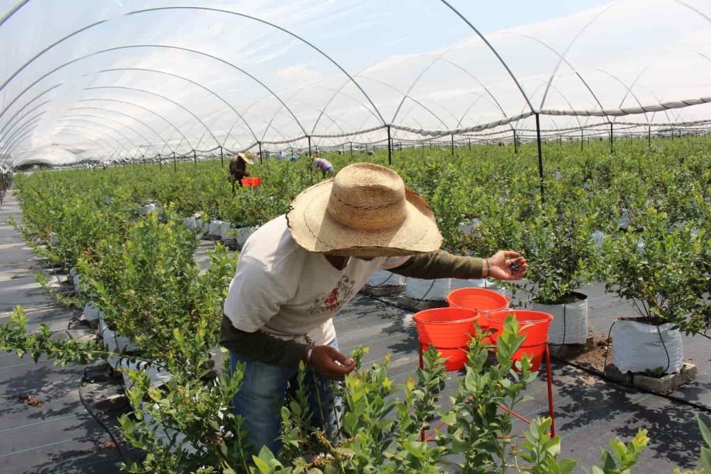 cultivo hidroponico de arandanos campo grande peru lima y provincias