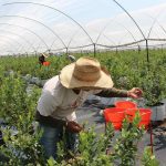 cultivo hidroponico de arandanos campo grande peru lima y provincias