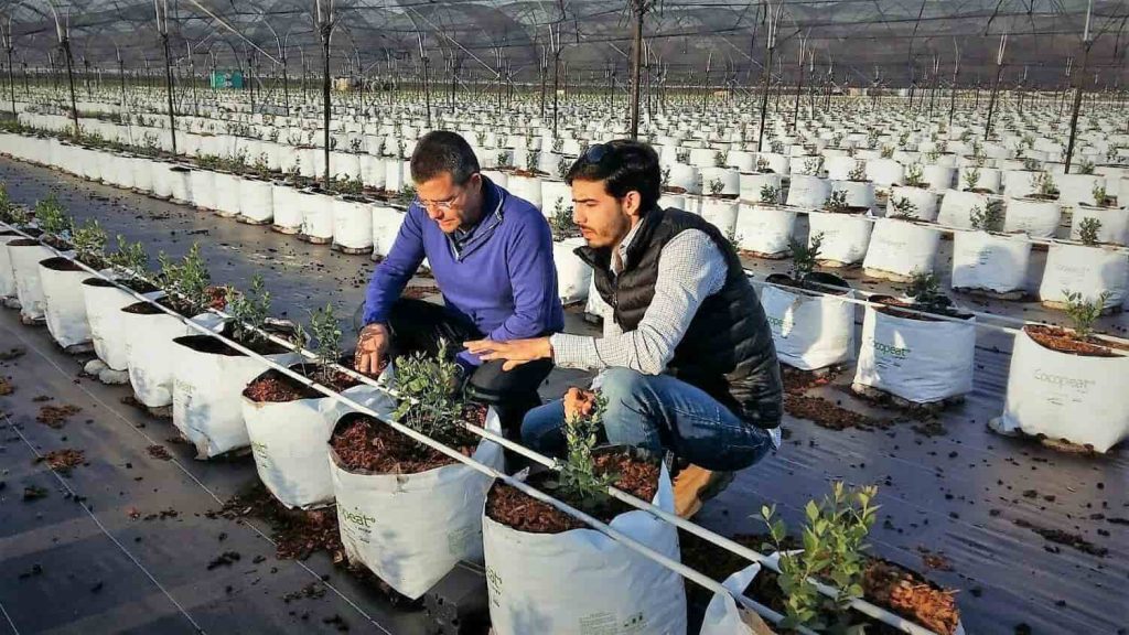 cultivo hidroponico de arandanos 2