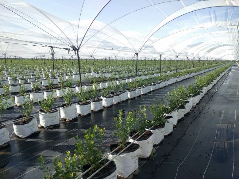 cultivo hidroponico de arandanos 3