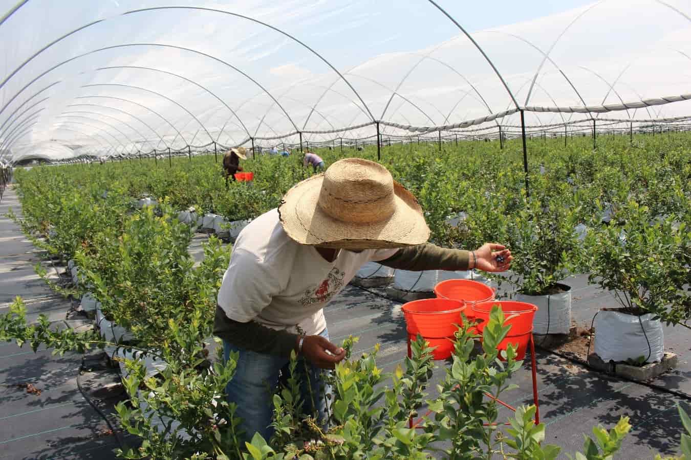 cultivo hidroponico de arandanos campo grande peru lima y provincias