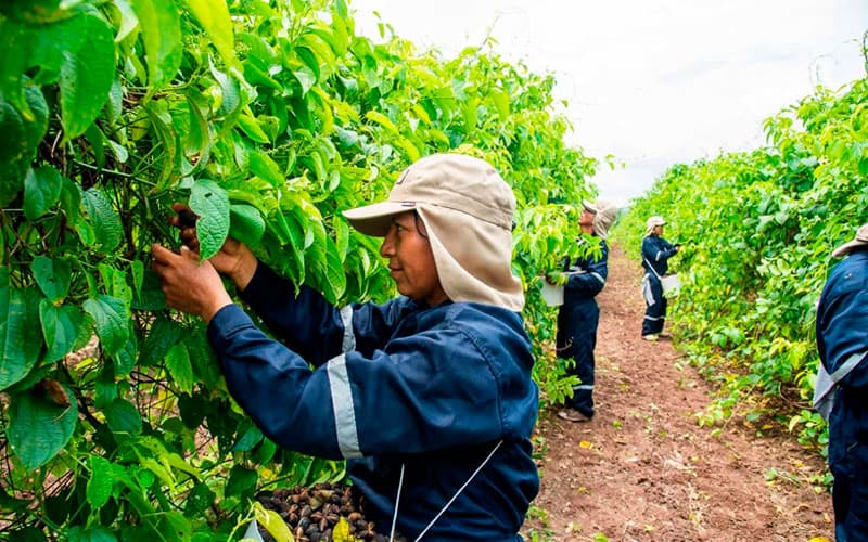 donde crece el sacha inchi 1