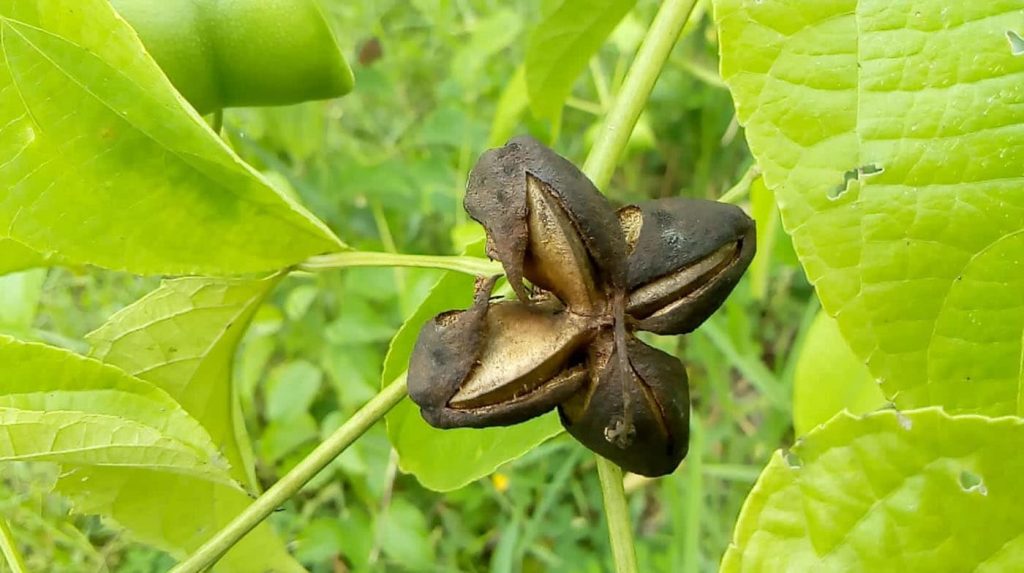 donde crece el sacha inchi campo grande peru lima y provincias