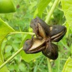 donde crece el sacha inchi campo grande peru lima y provincias