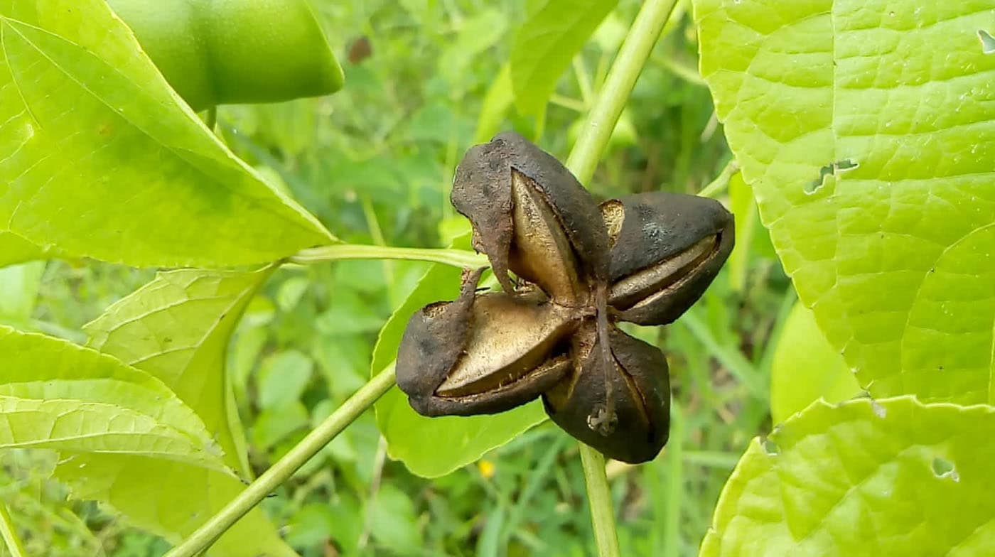donde crece el sacha inchi campo grande peru lima y provincias
