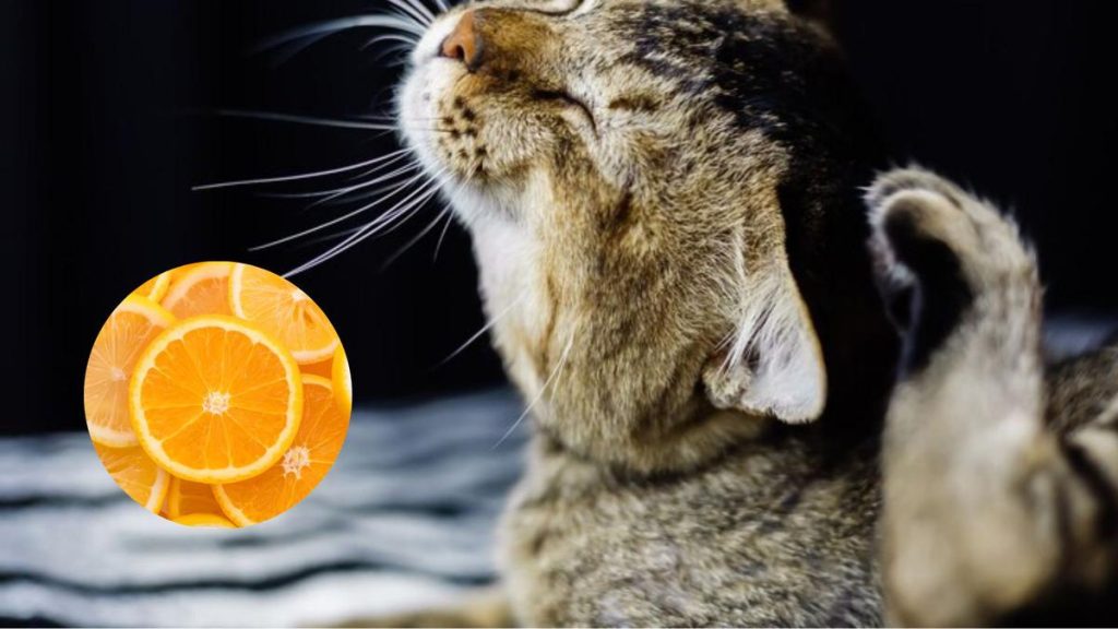 eliminar garrapatas con limon y naranja 2