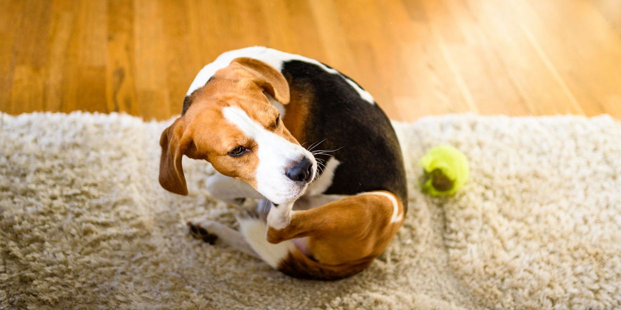 eliminar garrapatas con limon y naranja campo grande peru lima y provincias