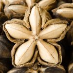 extracción de aceite de sacha inchi campo grande peru lima y provincias