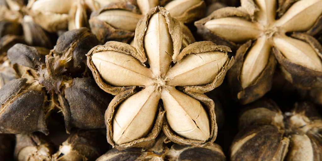 extracción de aceite de sacha inchi campo grande peru lima y provincias