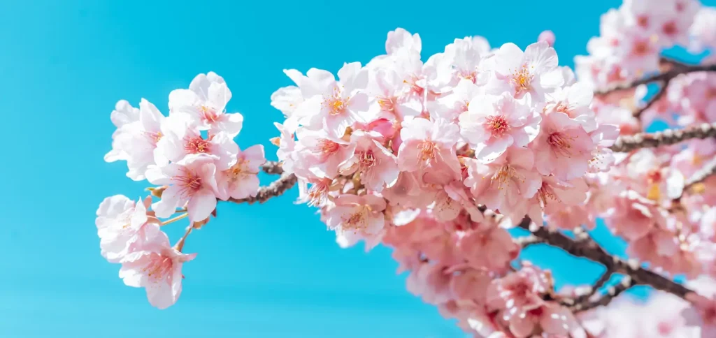 flor de cerezo