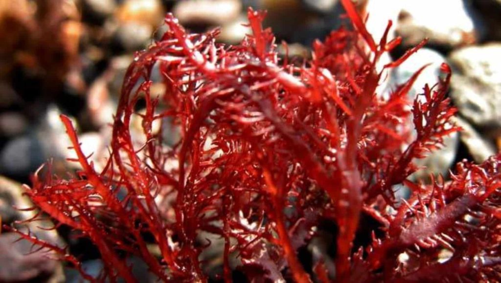 grenetina 3