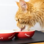 los gatos pueden comer gelatina campo grande peru lima y provincias