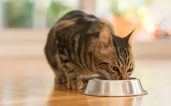 los gatos pueden comer gelatina