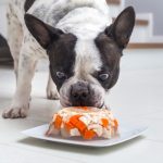 los perros pueden comer gelatina sin sabor campo grande peru lima y provincias
