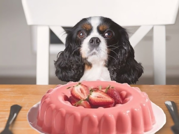 los perros comer gelatina 2 compressed
