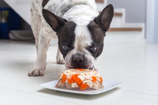 los perros pueden comer gelatina sin sabor campo grande peru lima y provincias