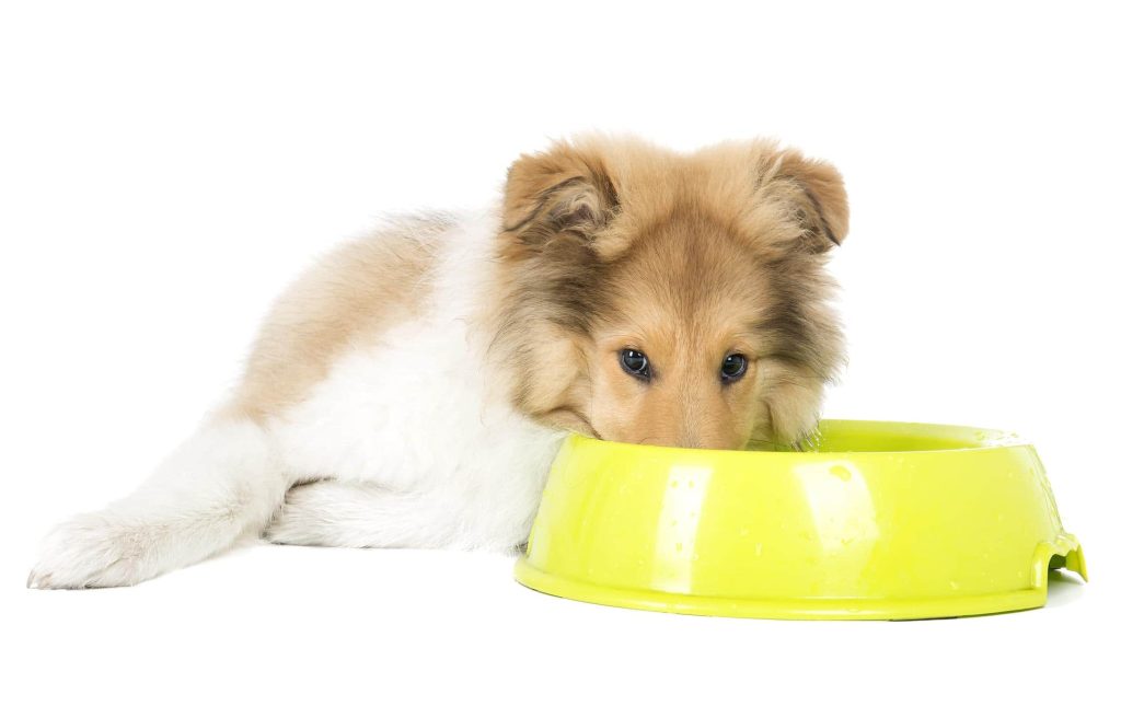 los perros pueden comer arandanos 1