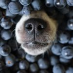 los perros pueden comer arándanos campo grande peru lima y provincias
