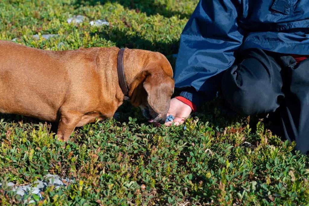 los perros pueden comer arandanos 3