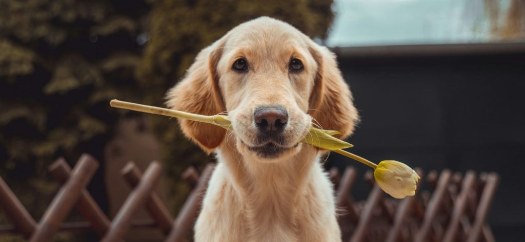 los perros pueden comer frutas campo grande peru lima y provincias