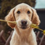 los perros pueden comer frutas campo grande peru lima y provincias