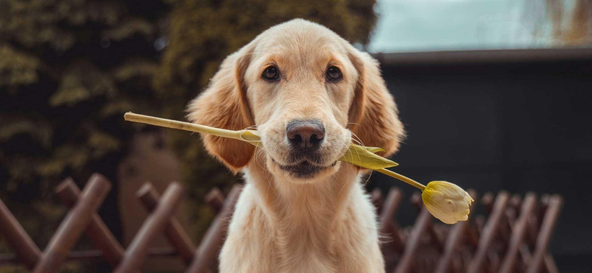 los perros pueden comer frutas campo grande peru lima y provincias
