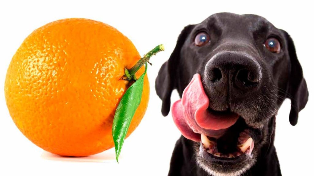 los perros pueden comer naranja campo grande peru lima y provincias