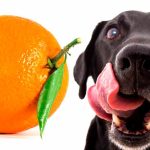 los perros pueden comer naranja campo grande peru lima y provincias