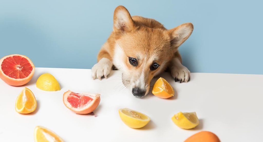 los perros pueden comer naranja 2