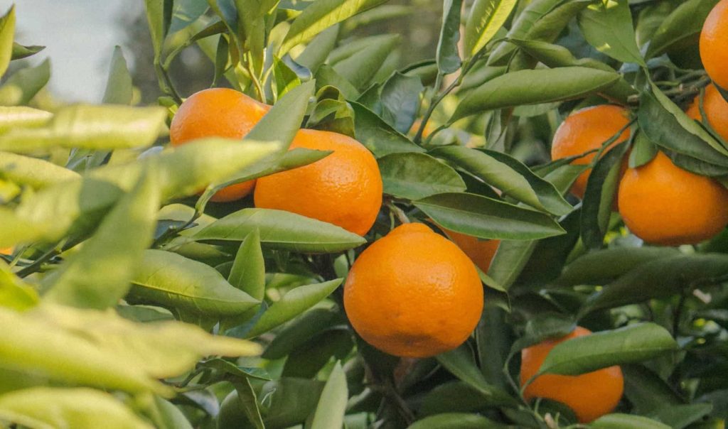 naranjo campo grande peru lima y provincias