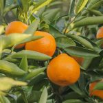 naranjo campo grande peru lima y provincias