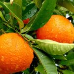 para que sirve la hoja de naranja campo grande peru lima y provincias