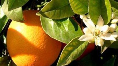 para que sirve la hoja de naranja 3 edited