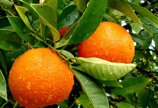 para que sirve la hoja de naranja campo grande peru lima y provincias