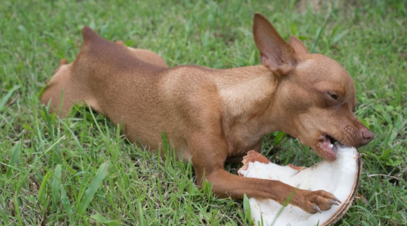 perros coco 2 compressed