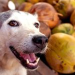 los perros pueden comer coco campo grande peru lima y provincias