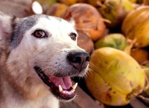 los perros pueden comer coco campo grande peru lima y provincias