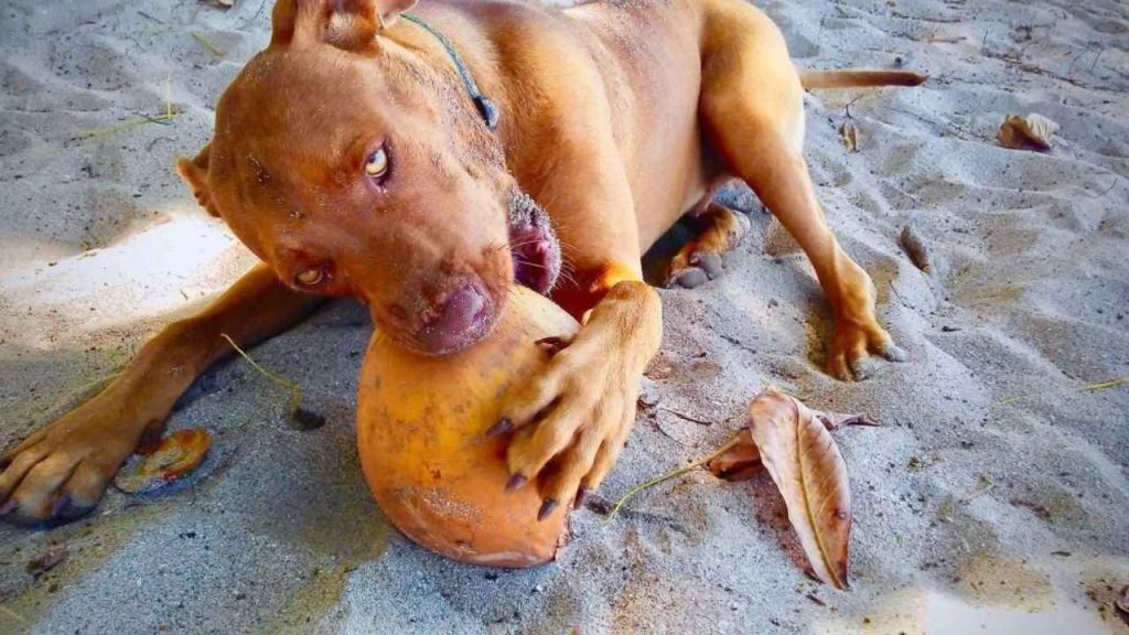 perros coco compressed