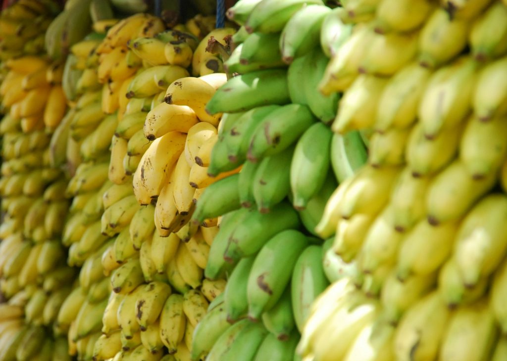 platano de isla 1024x730 1
