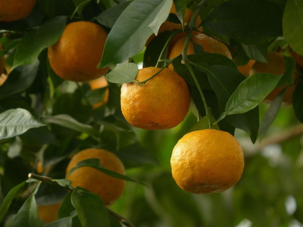 propiedades de la naranja agria 1