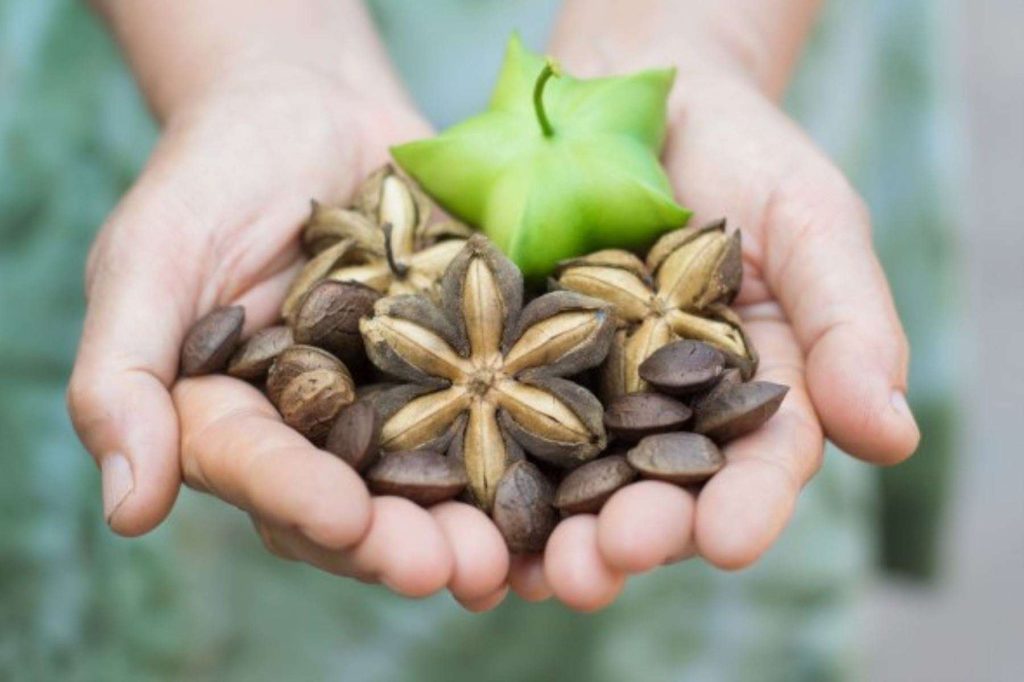 sacha inchi en el embarazo muestra compressed