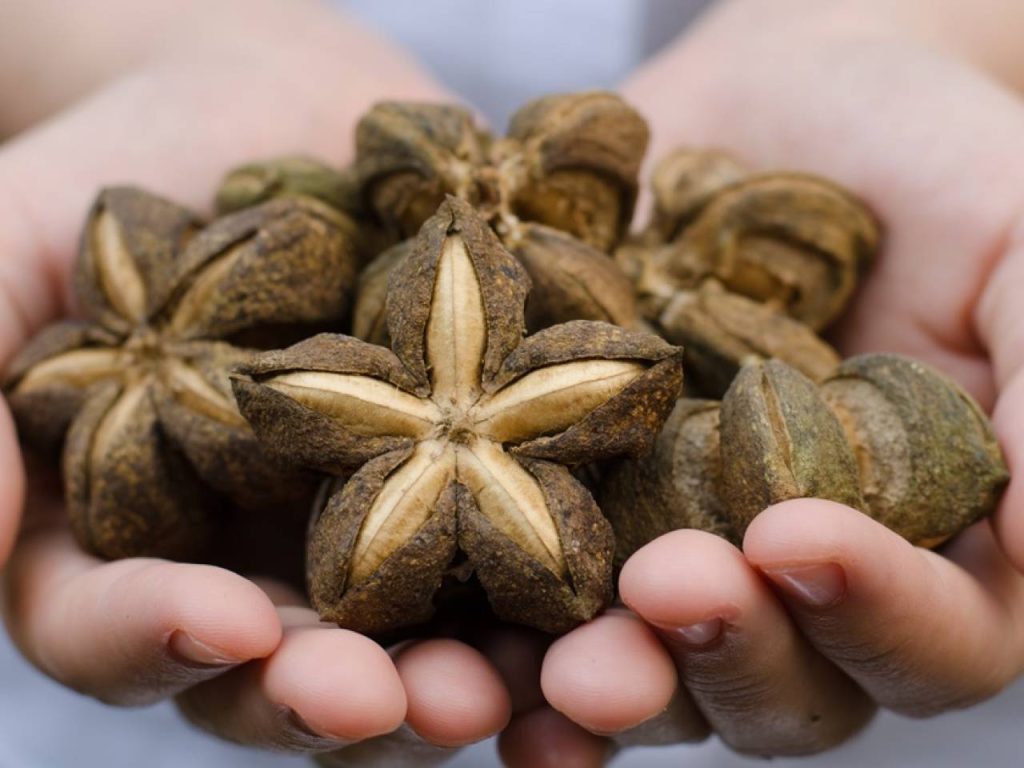 sacha inchi tostado 1