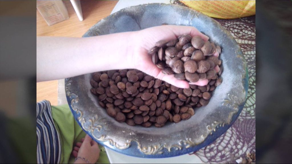 sacha inchi tostado 3